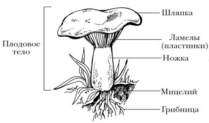 Мицелий (грибница) грибов: что это такое, как сделать