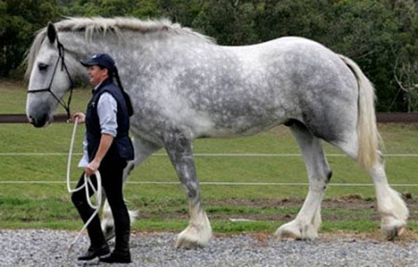Самые сильные лошади в мире: породы тяжеловозов