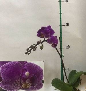 Необычные орхидеи из китая — как вырастить красивый цветок из семян в домашних условиях?