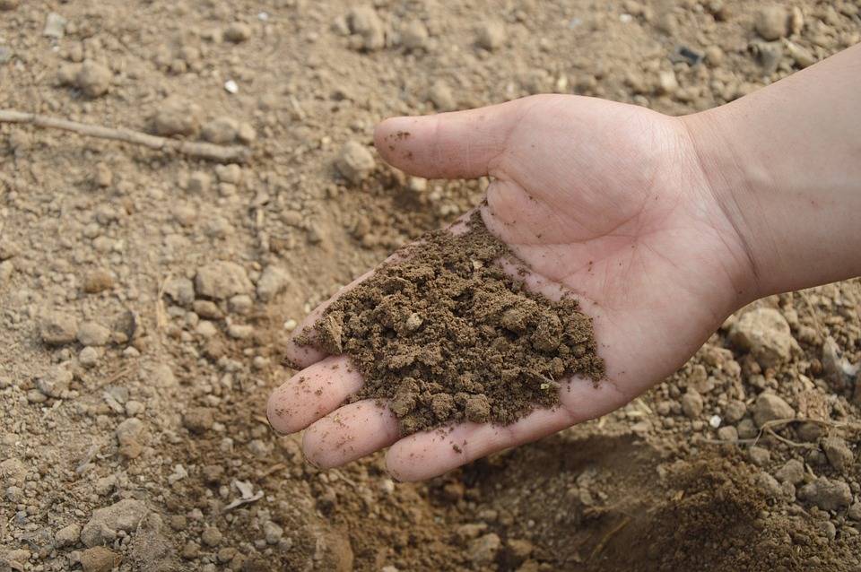 Как раскислить почву на огороде 6 проверенных средств