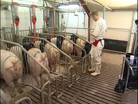 Искусственное осеменение свиней: виды и способы в домашних условиях