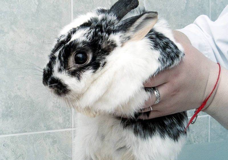 Какие болезни могут быть у кроликов