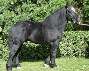Французская лошадь породы першерон