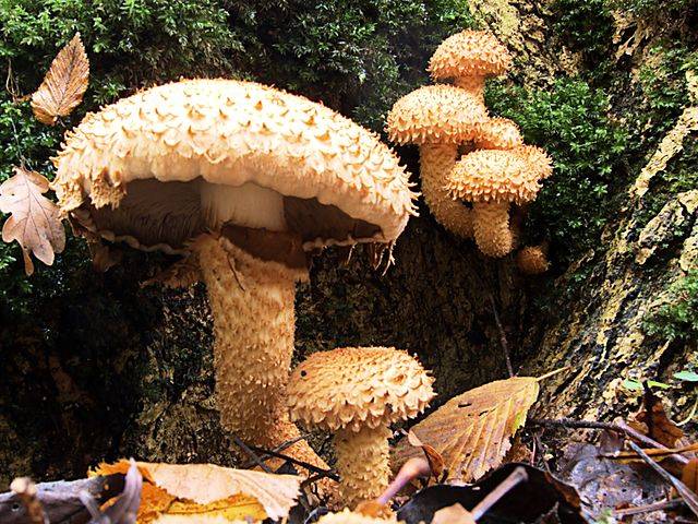 Чешуйчатка шафранно-красная (pholiota astragalina) –  грибы сибири