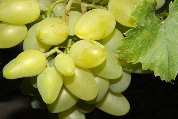Польза винограда для организма женщины