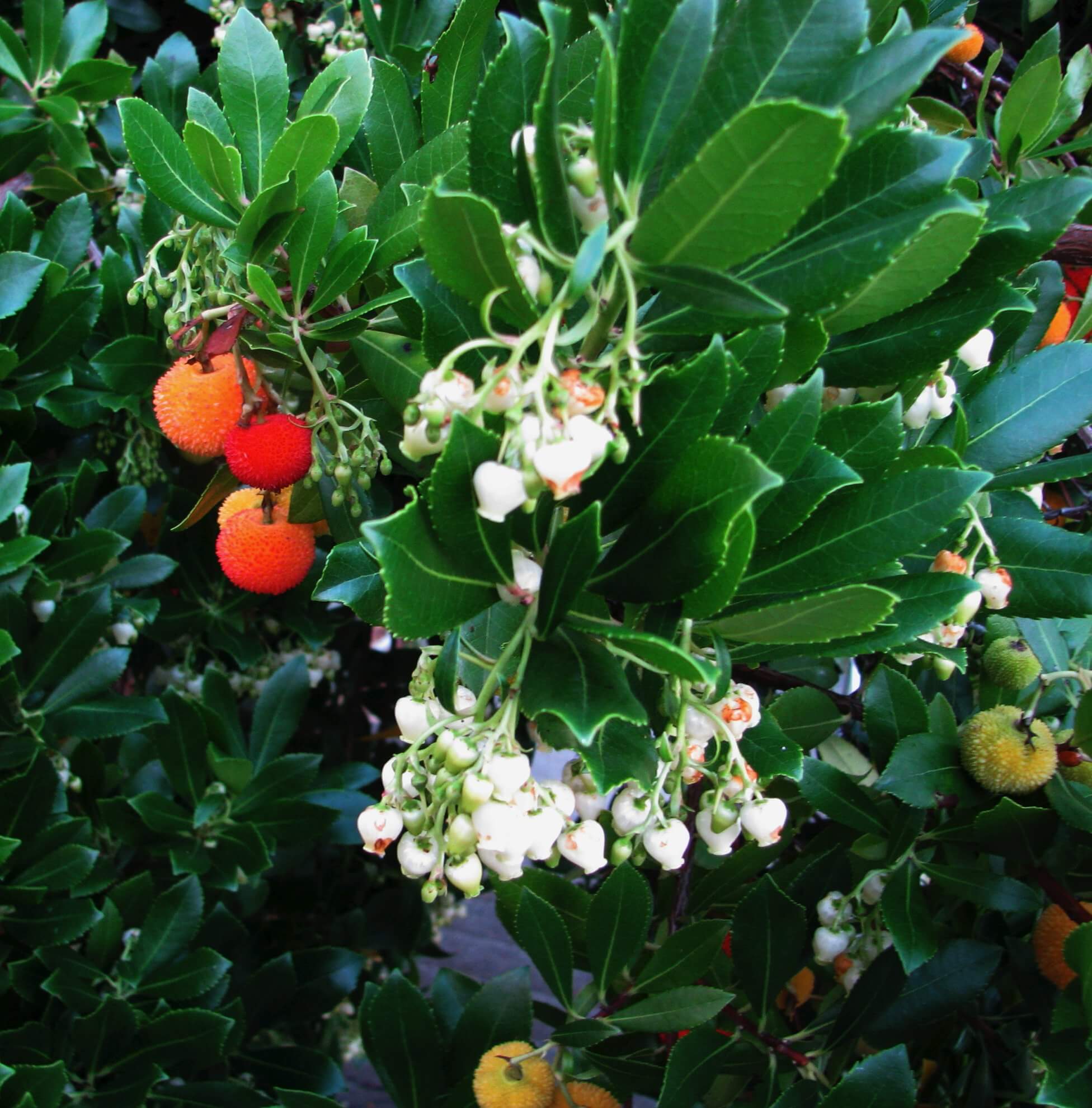 Земляничное дерево (арбутус): особенности выращивания растения