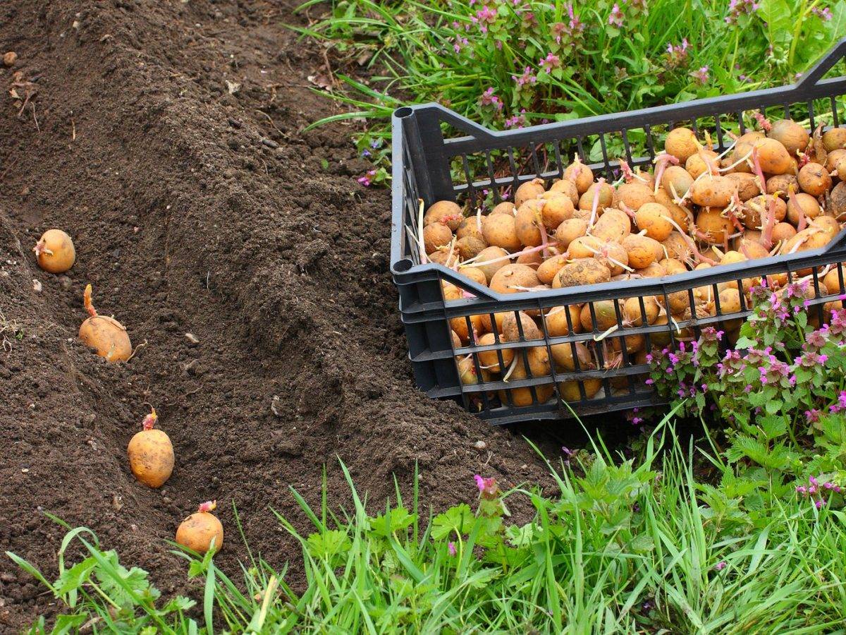 Когда подкормить картофель - сам себе сад