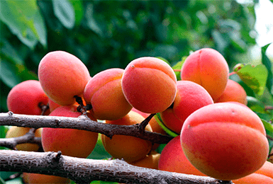 Описание сорта абрикоса саратовский рубин, характеристика и опылители