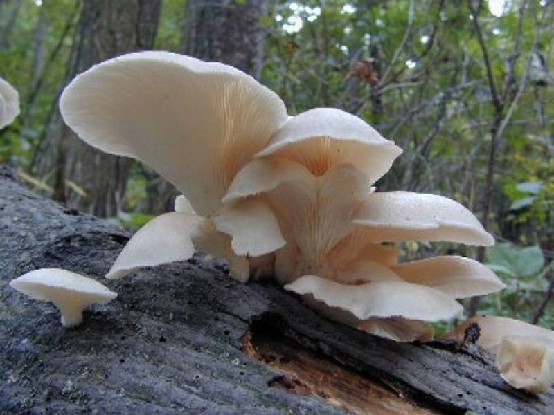 Грибы вешенки - описание, свойства, особенности выращивания популярного гриба