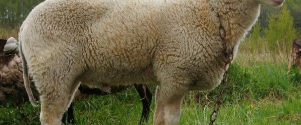 Бизнес на разведении баранов и овец: 5 основных правил