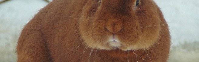 Миксоматоз у кроликов: симптомы, лечение в домашних условиях, фото