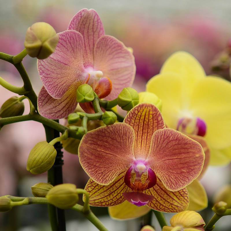 Правила ухода за орхидеей фаленопсис мини в домашних условиях и разница в содержании карликовых и обычных видов