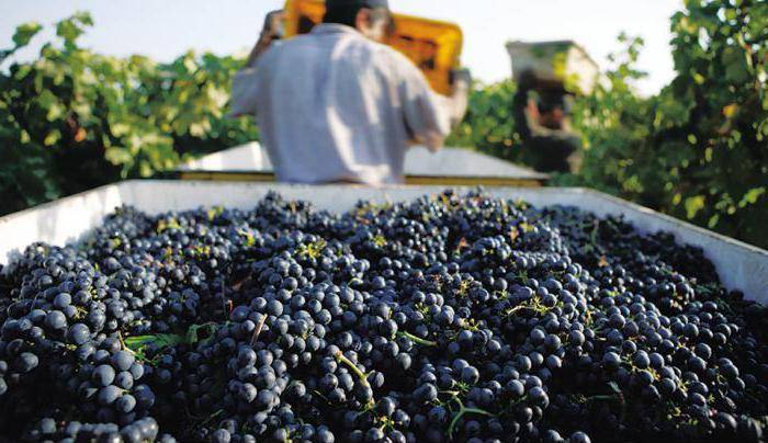 Высокоурожайный гибрид винограда юбилей херсонского дачника