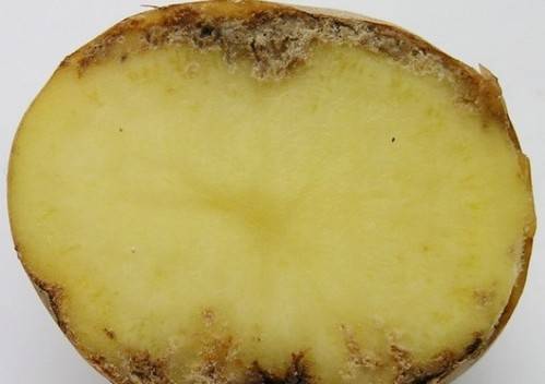 Описание, признаки и лечение нематоды картофеля, как бороться с болезнью