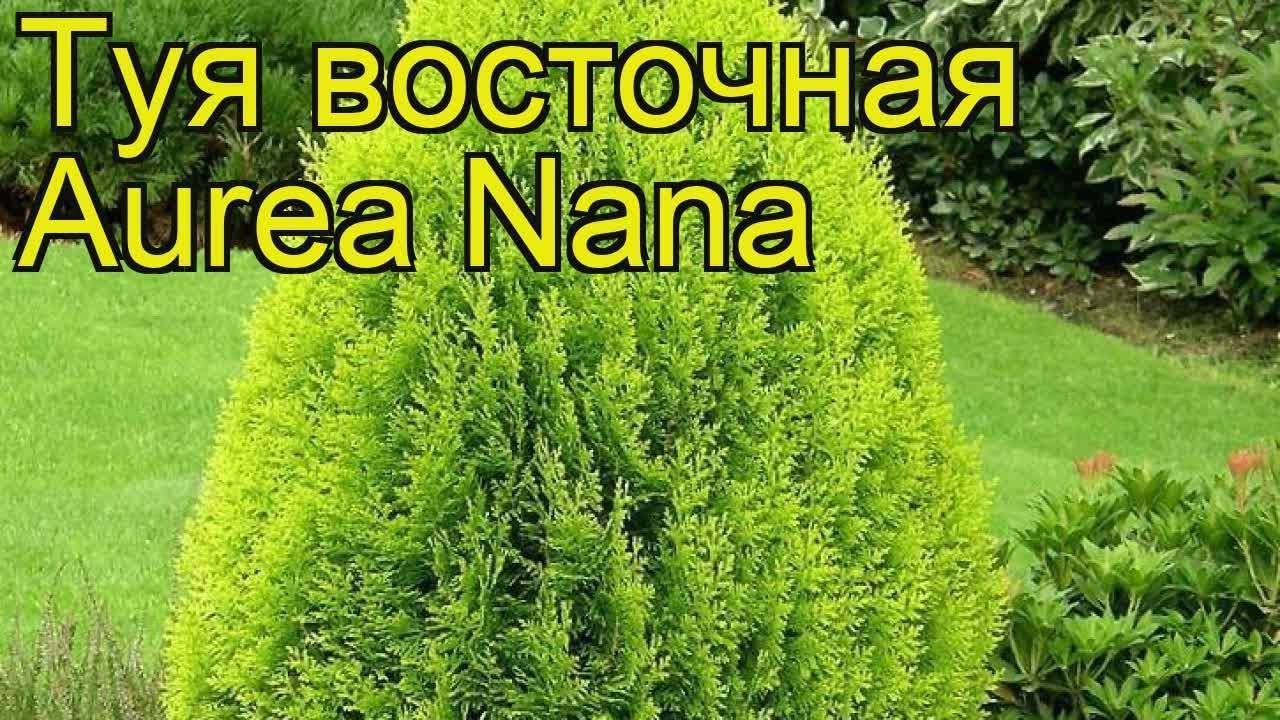Туя восточная ауреа нана, биота, пирамидалис аурея и другие: описание и особенности культивирования в россии