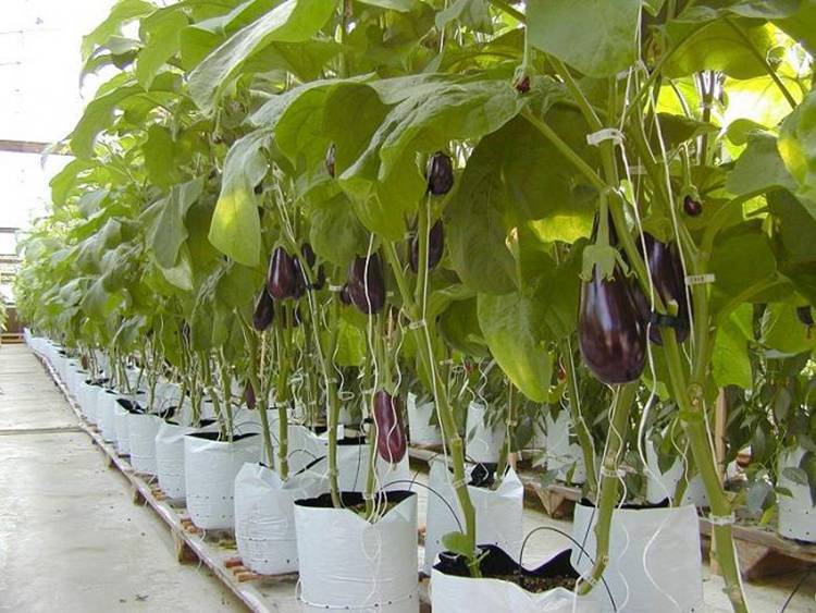 Выращивание баклажанов в теплице: технология и секреты опытных огородников