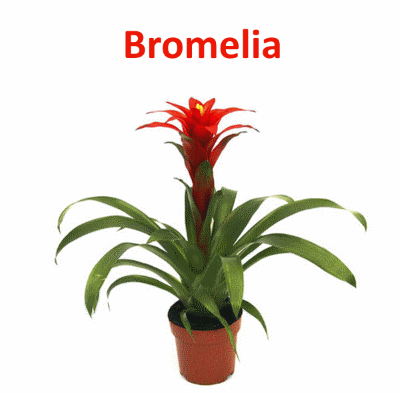 Бромелия: уход в домашних условиях, цветение, фото