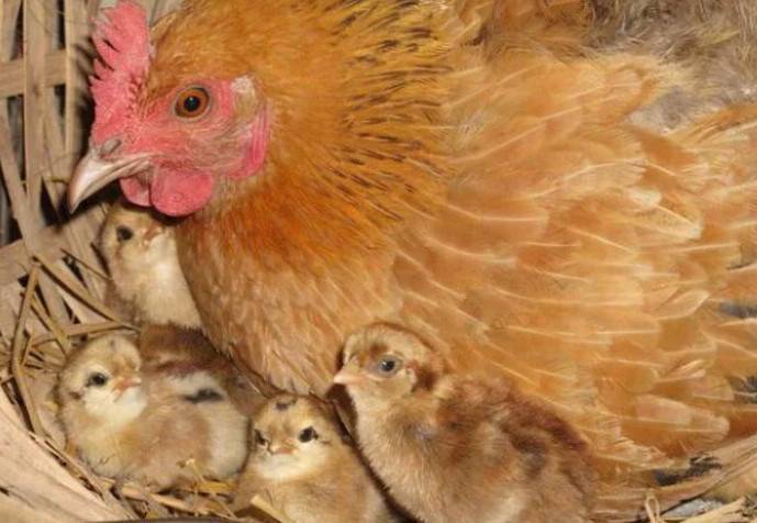 Как долго курица насиживает яйца? правила отбора наседок и яиц для получения качественного молодняка