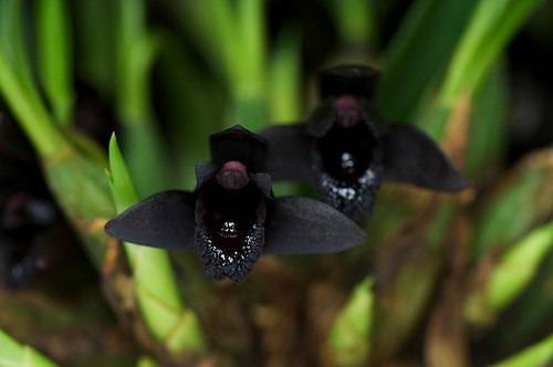 Драгоценная орхидея (39 фото): описание сортов лудизии «дисколор» и «танланиана» и уход за ними в домашних условиях, другие виды драгоценных орхидей и их способы размножения