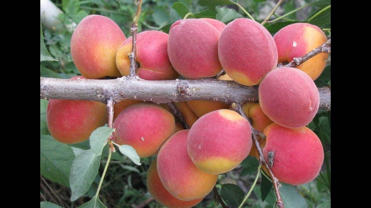 Сорт абрикоса Саратовский рубин — описание и отзывы