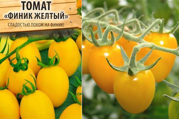 Томат персик: отзывы, фото, урожайность, описание и характеристика | tomatland.ru