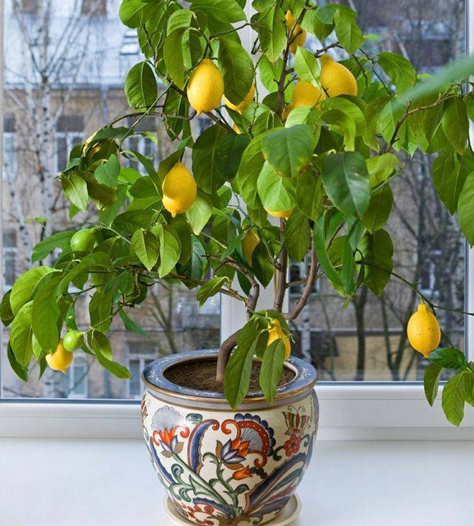 Сорт лимонов юбилейный растим в комнате - агро журнал dachnye-fei.ru