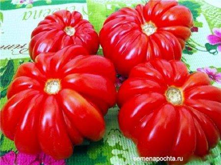 Характеристика и описание сорта томата веселый гном, его урожайность
