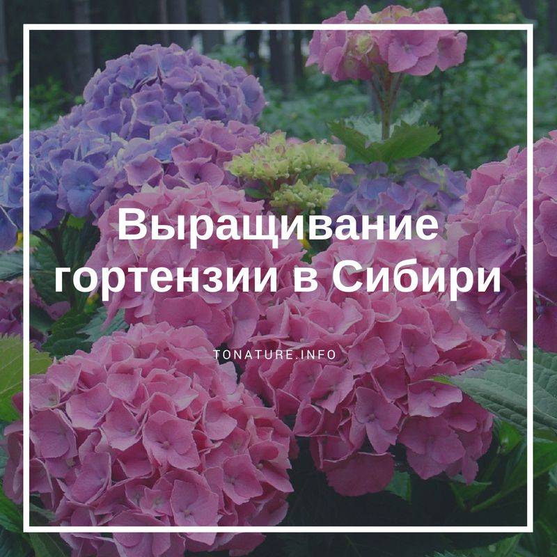 Гортензии в сибирском саду - дачный цветник