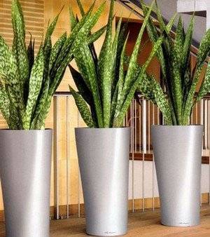 Самые неприхотливые растения для офиса: названия и фото