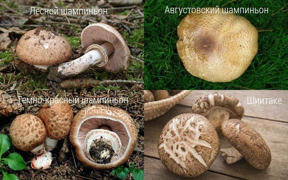 Чем полезны грибы шиитаке?