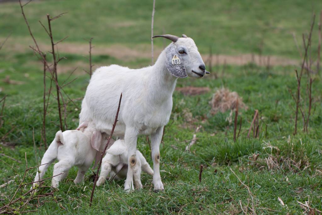 Бурские козы – описание породы с фото и видео