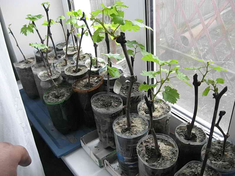 Подготовка и размножение винограда черенками в домашних условиях