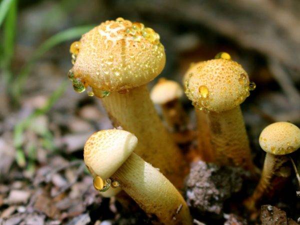 Пластинчатые грибы: съедобные с фото и названиями
