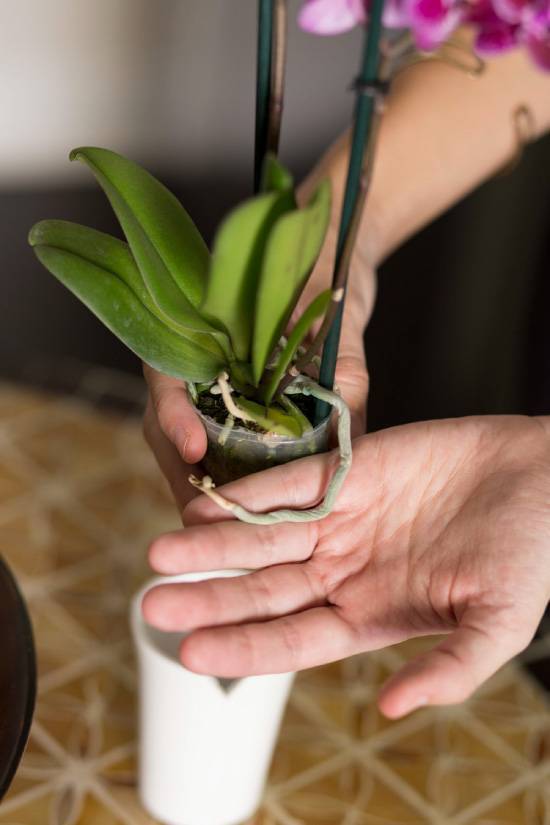 Как правильно пересадить орхидею – обновление почвы, выбор горшка, процесс пересадки