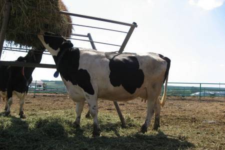 Красная корова (63 фото): характеристика степной и других пород крс, содержание быков и телят