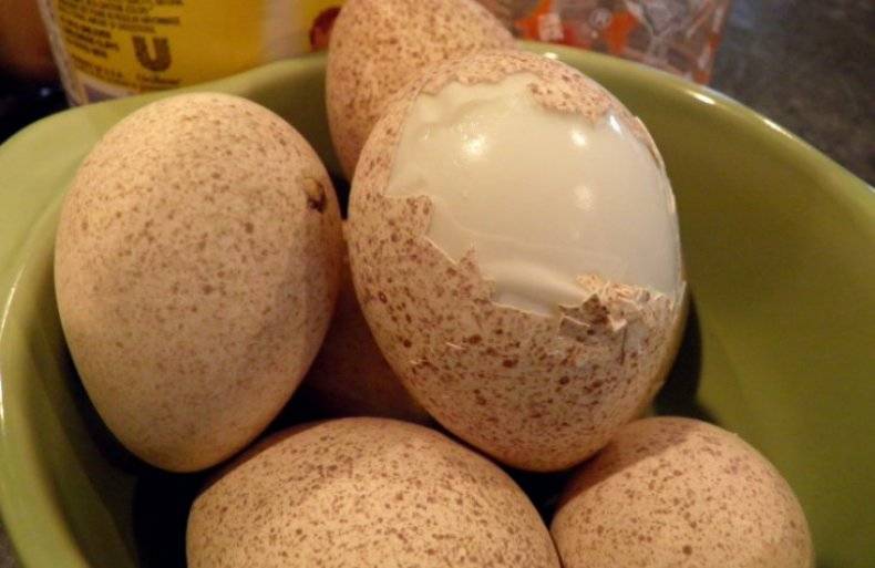 Индюшиные яйца (23 фото): польза и вред. можно ли есть инкубационные яйца индейки? как их правильно готовить и употреблять в пищу?