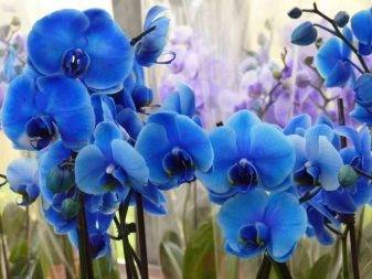 Голубая орхидея: сорта и фото, уход в домашних условиях, отзывы покупателей