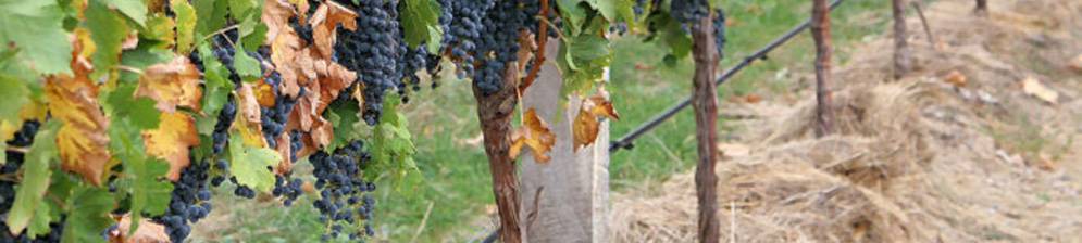 Уход за виноградом - советы по посадке, обрезке и обработке (145 фото и видео описание)