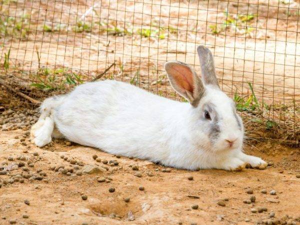 Почему кусаются кролики и как их от этого отучить