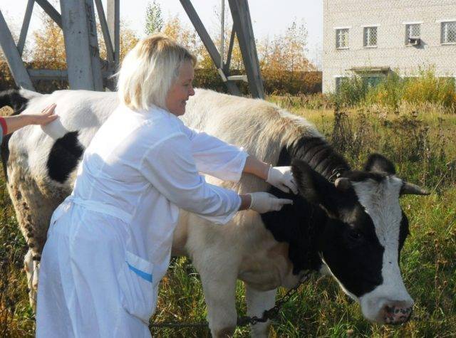 Оспа у коров, овец и коз: симптомы, лечение и профилактика