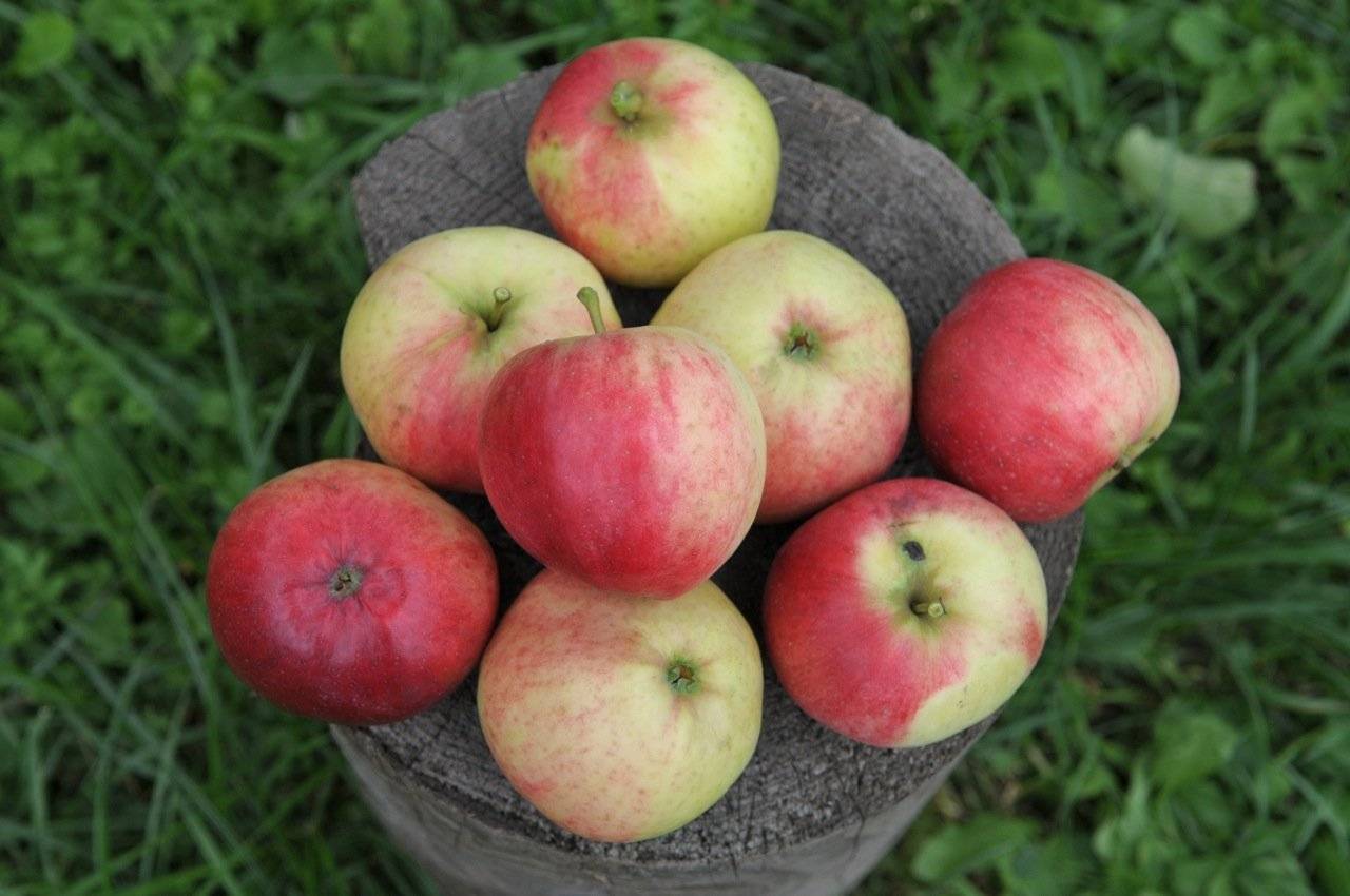 О яблоне орловим: описание и характеристики сорта, посадка и уход