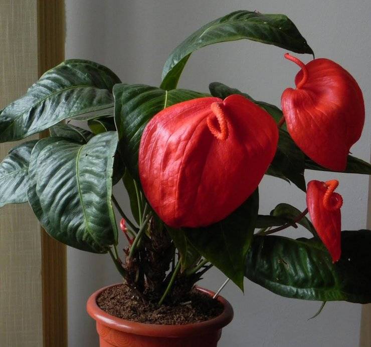 Антуриум уход в домашних условиях — как размножать и пересаживать цветок и почему сохнут листья