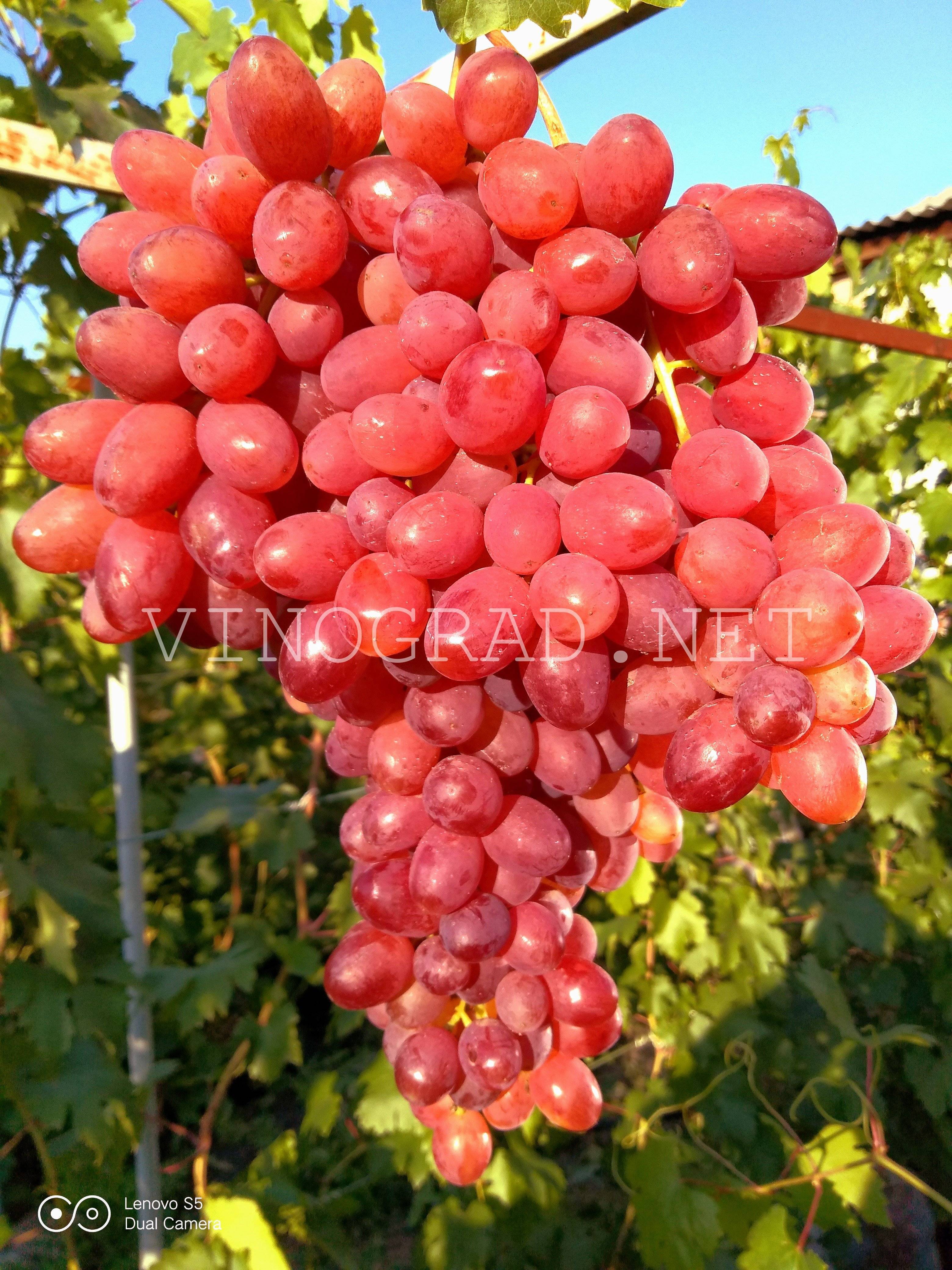Виноград зарница: описание сорта, фото и отзывы садоводов