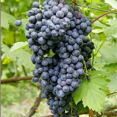 Виноград красень: описание и характеристики сорта, история селекции и выращивание