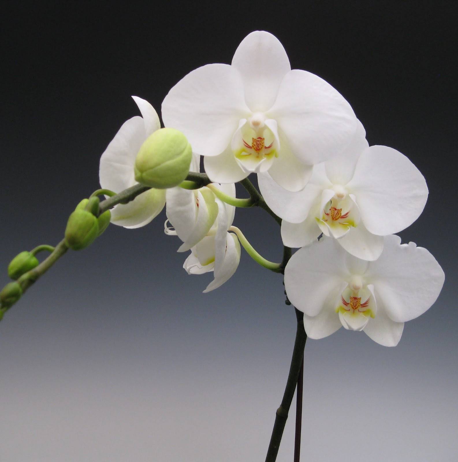 Уход за белой орхидеей фаленопсис