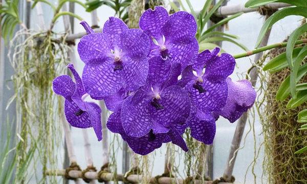 Орхидея ванда: как вырастить цветок правильно