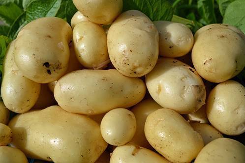 Картофель импала: описание сорта и характеристика