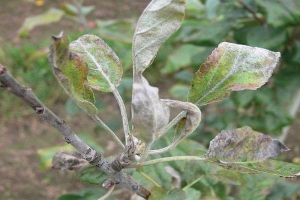 Обработка яблонь медным купоросом весной и осенью: инструкция, как обрабатывать деревья