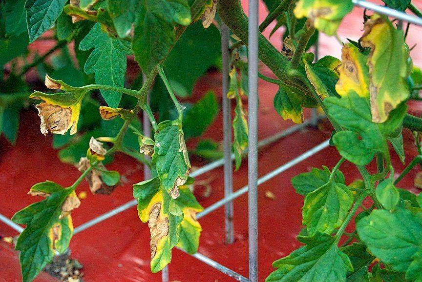 Из-за чего желтеют листья помидоров в теплице: узнайте за 5 минут