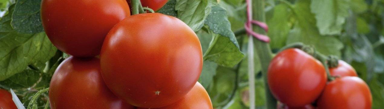 Чем подкормить помидоры для завязи: хорошие народные средства и полив минеральными удобрениями во время завязывания плодов томатов для лучшего урожая